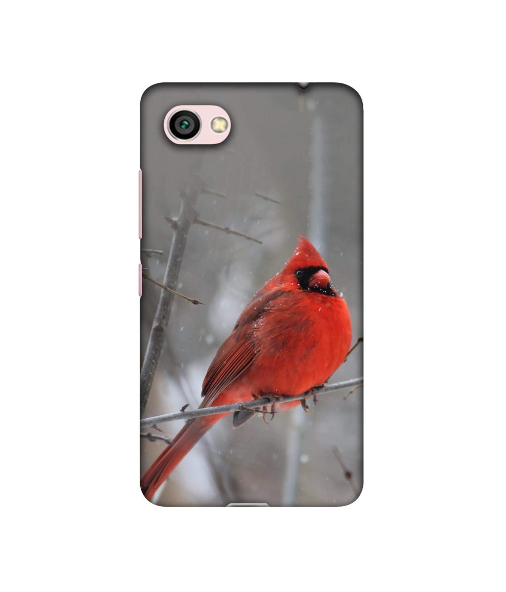 Amazon Brand - Solimo Designer Red Engry Bird 3D Printed Hard Back Case Mobile Cover for Xiaomi Redmi Y1 Lite