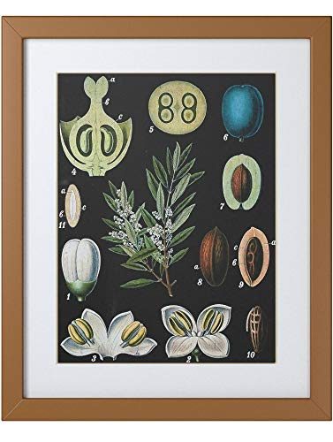 Rivet Blue and Green Mid-Century Modern Botanical Anatomy in Gold Frame Print Wall Art
