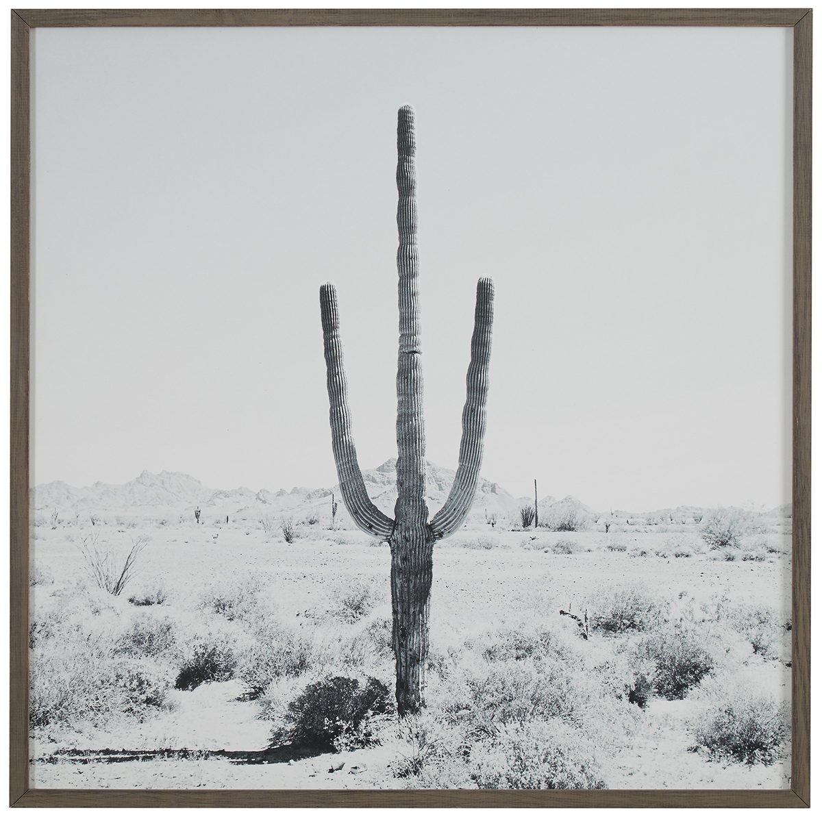Amazon Brand – Stone & Beam Modern Black and White Desert Cactus Photo on Wood, Grey Frame, 20" x 20"