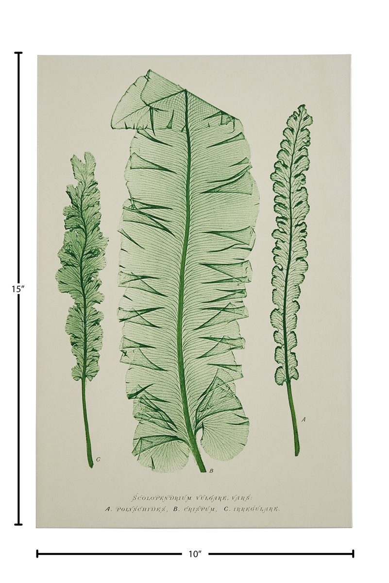 Amazon Brand – Stone & Beam Modern Green on White Botanical Canvas Print Wall Art, 10" x 15"
