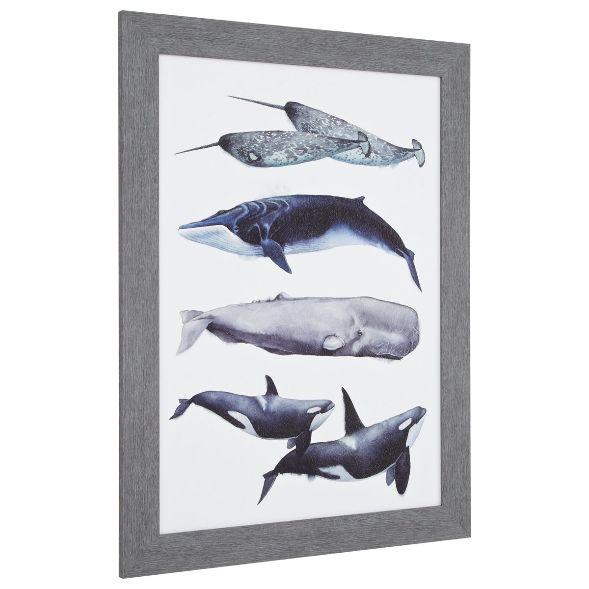 Amazon Brand – Stone & Beam Rustic Whale Species Print, Grey Frame, 32" x 44"