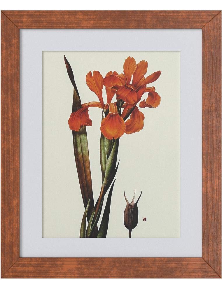 Amazon Brand – Stone & Beam Modern Orange Floral Print Wall Art, Weathered Brown Frame, 18.5" x 22.5"