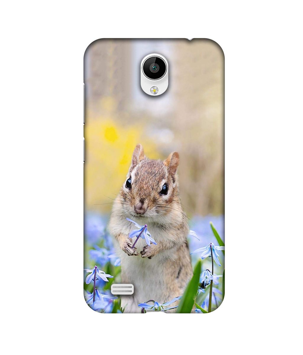 Amazon Brand - Solimo Designer Squirrel 3D Printed Hard Back Case Mobile Cover for Vivo Y21L