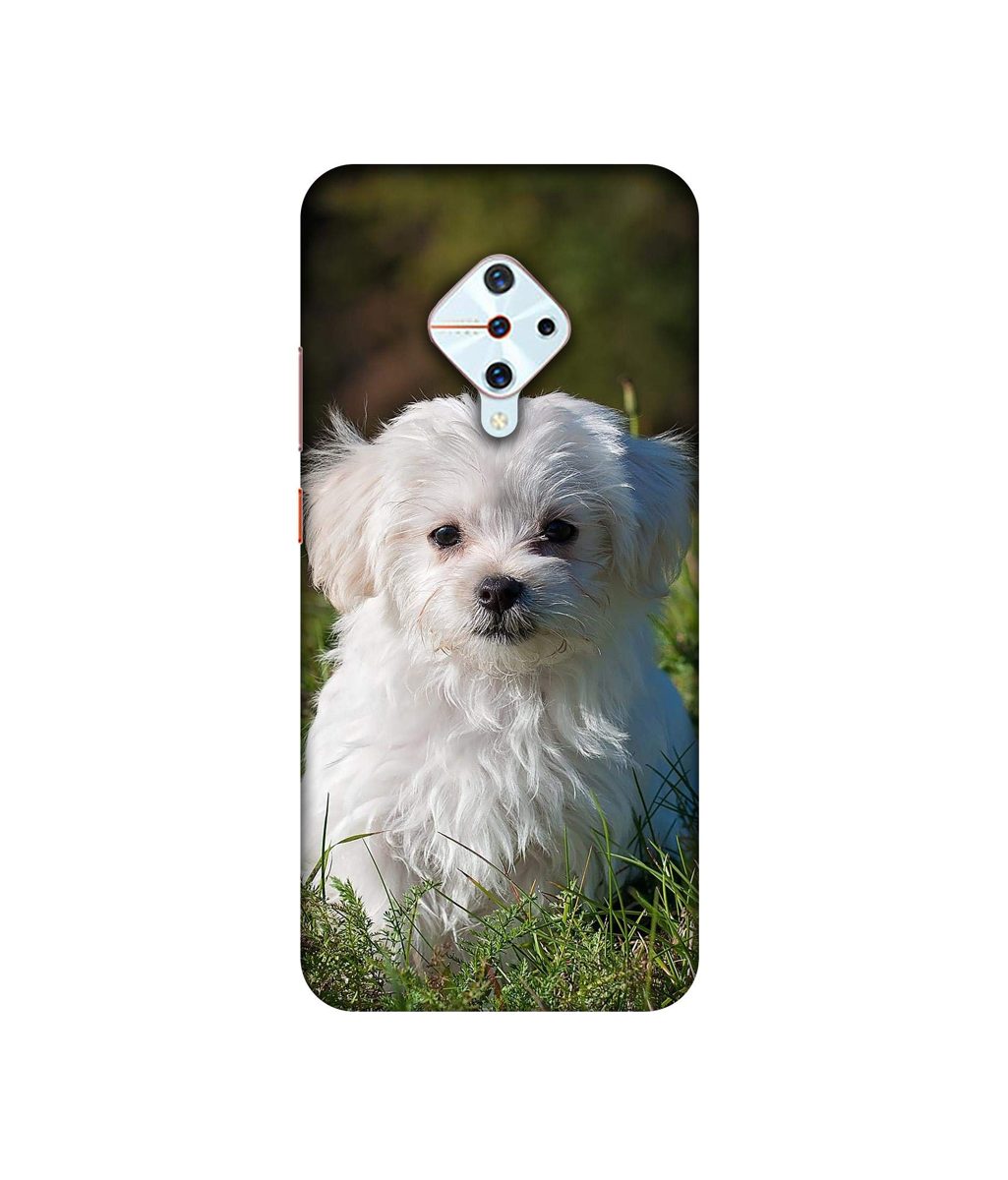 Amazon Brand - Solimo Designer White Dog 3D Printed Hard Back Case Mobile Cover for Vivo S1 Pro
