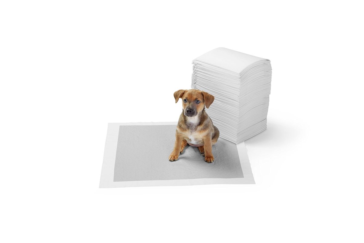 AmazonBasics Carbon Pet Training Pads (Regular - 80 Count)