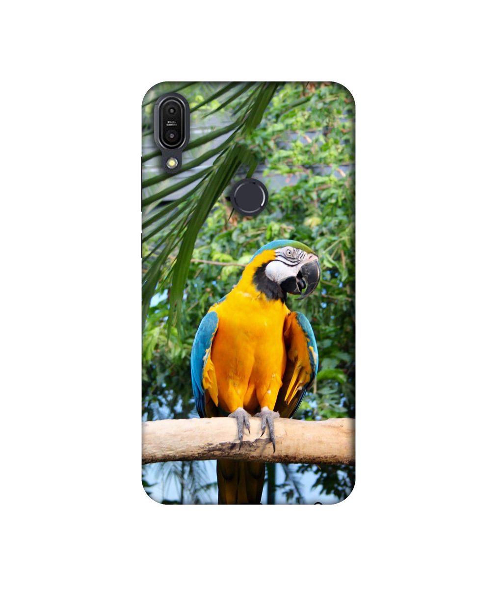 Amazon Brand - Solimo Designer Macaw Bird 3D Printed Hard Back Case Mobile Cover for Asus Zenfone Max Pro M1 ZB601KL