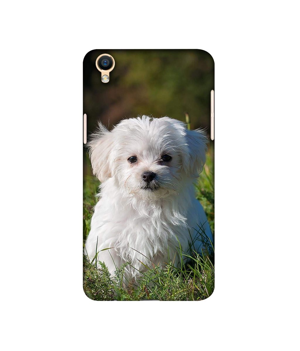 Amazon Brand - Solimo Designer White Dog 3D Printed Hard Back Case Mobile Cover for Oppo F1 Plus