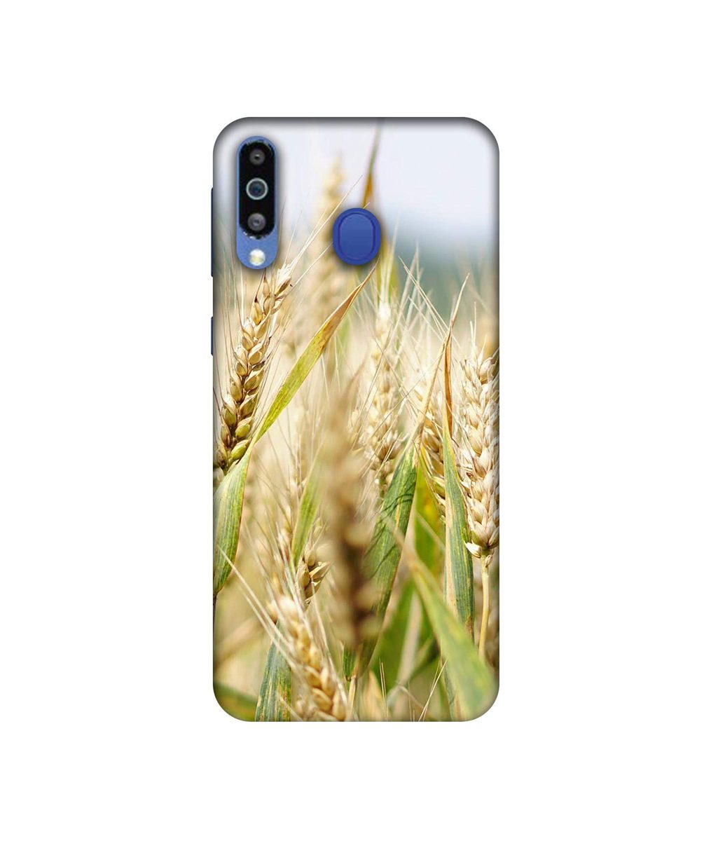 Amazon Brand - Solimo Designer Wheat Plant 3D Printed Hard Back Case Mobile Cover for Samsung Galaxy M21