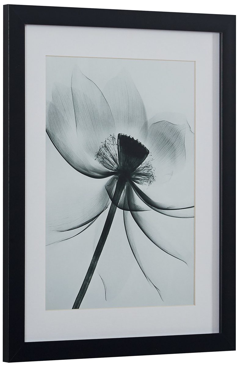 Amazon Brand – Rivet Matted Flower X-Ray Photograph, Black Frame, 13" x 15"