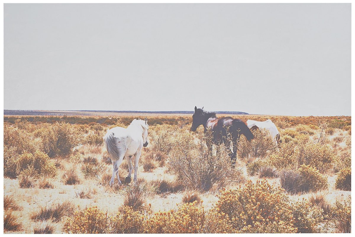 Canvas Print of Horses Grazing in Desert Southwest Wall Art