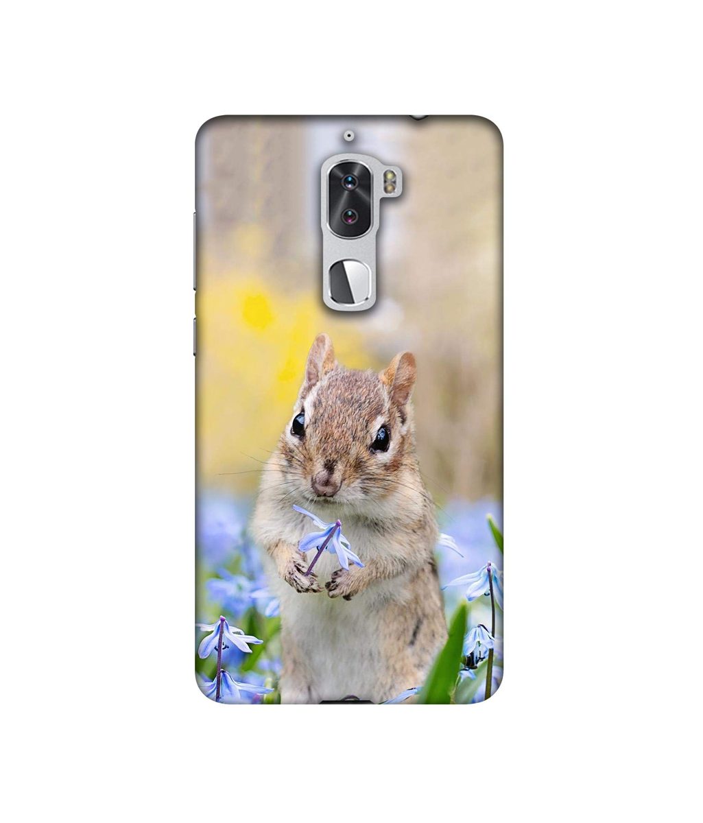 Amazon Brand - Solimo Designer Squirrel 3D Printed Hard Back Case Mobile Cover for Coolpad Cool1 Dual